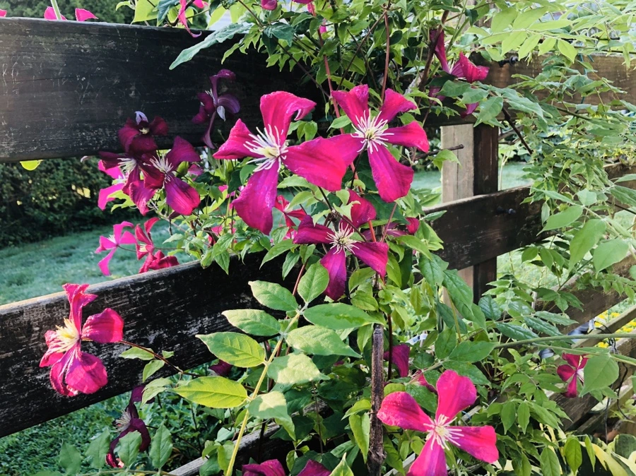 IMG_8968.jpg?type=w966