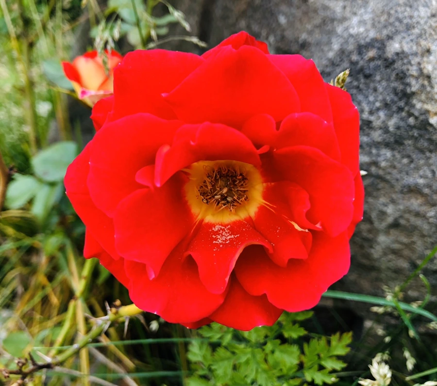 IMG_8701.jpg?type=w966