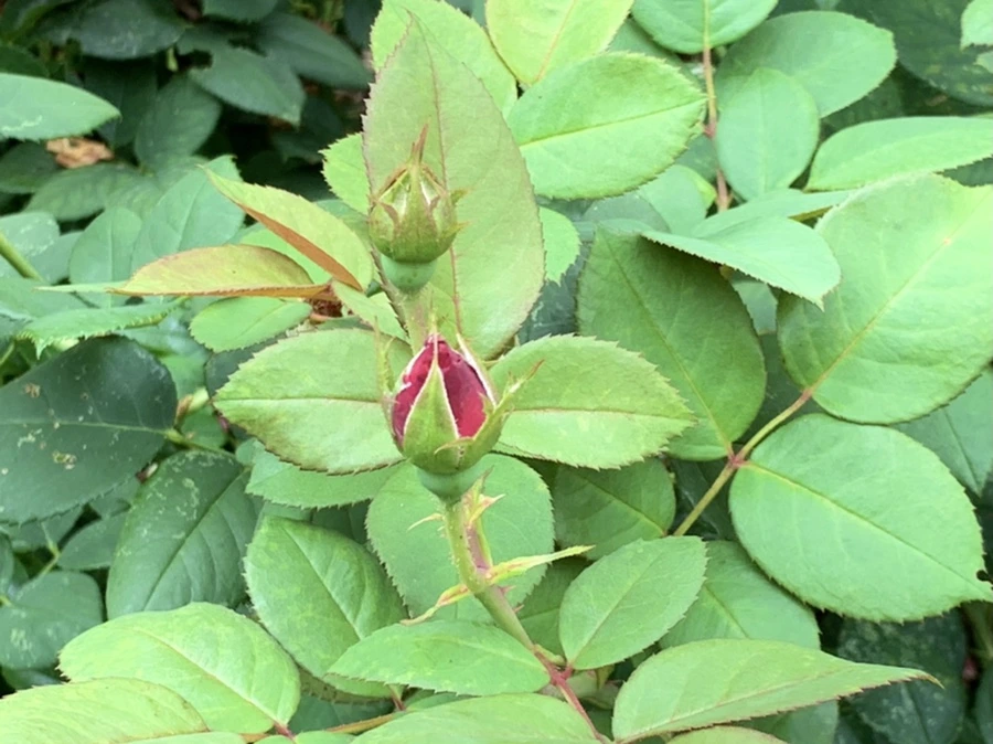 IMG_4229.jpg?type=w966