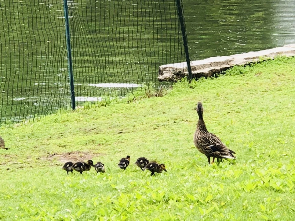 IMG_5282.jpg?type=w966