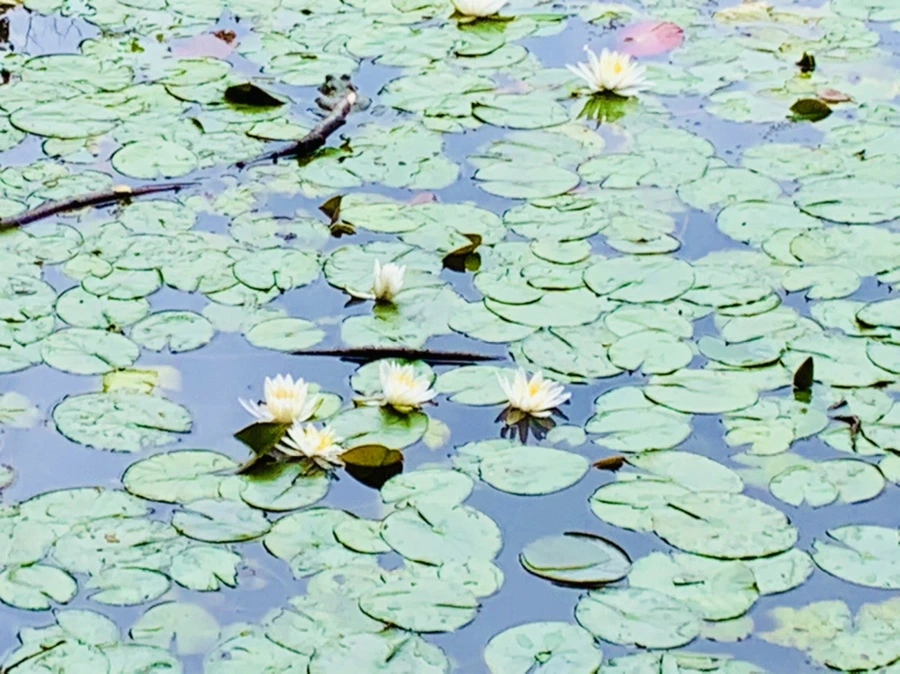 IMG_9147.jpg?type=w966