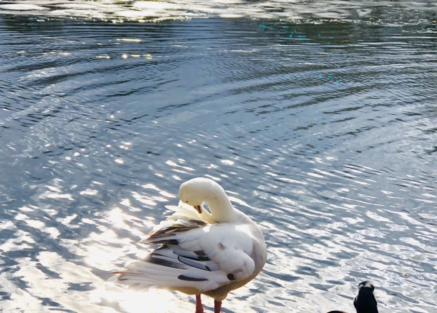 IMG_5128.jpg?type=w966