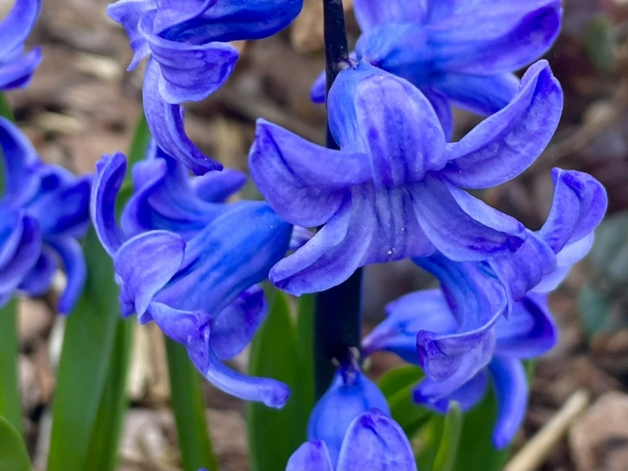 IMG_0525.jpg?type=w966