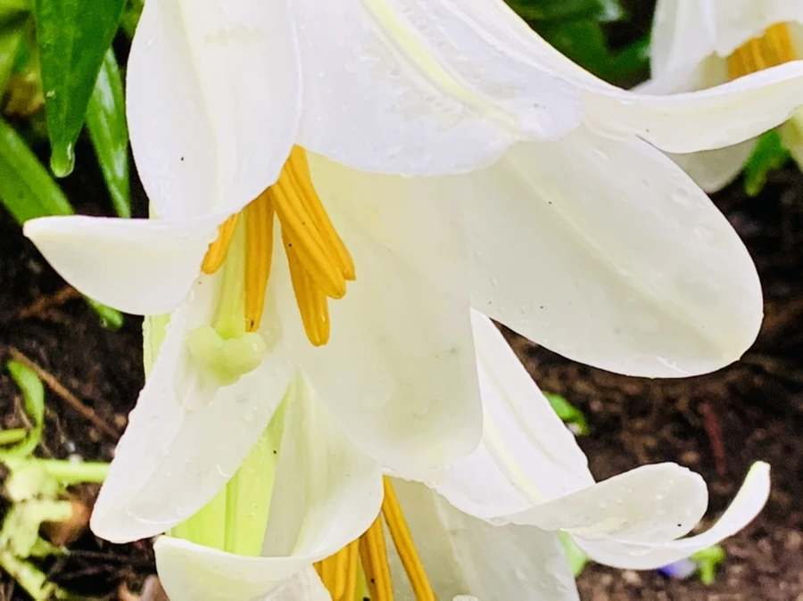 IMG_0092.jpg?type=w966