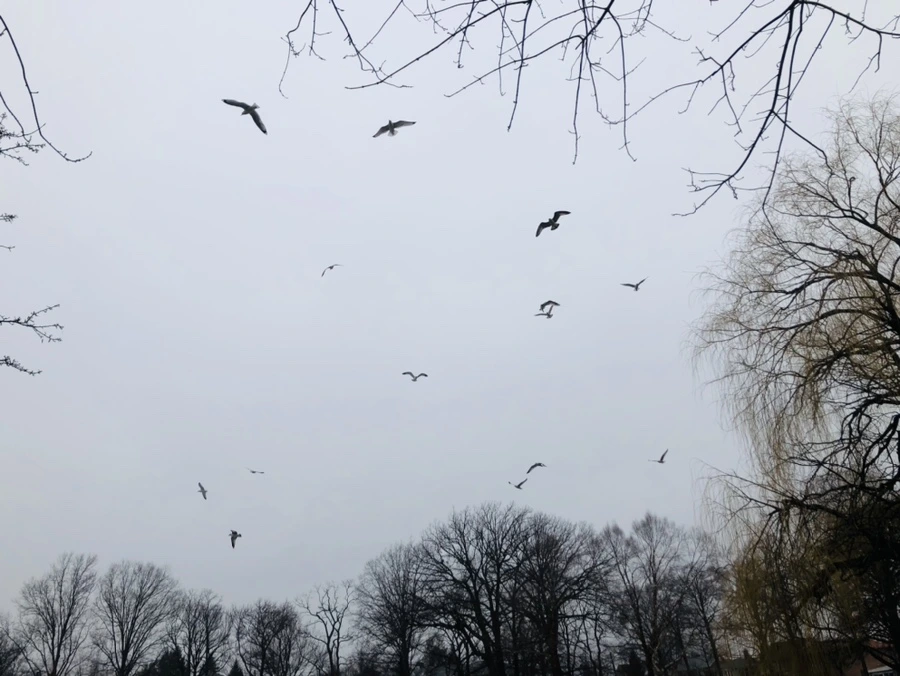 IMG_5626.jpg?type=w966