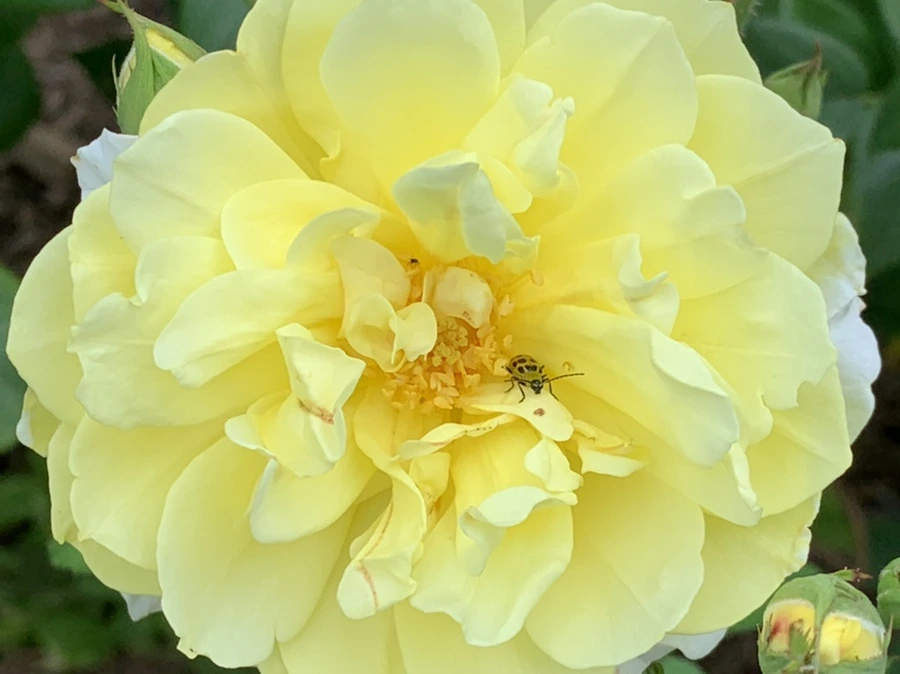 IMG_4198.jpg?type=w966