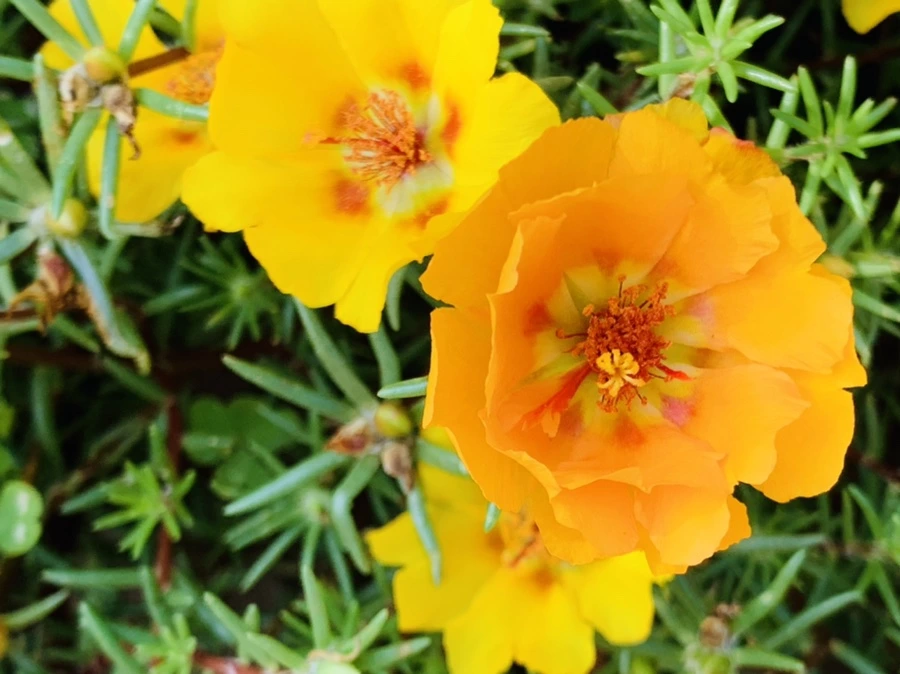 IMG_6689.jpg?type=w966