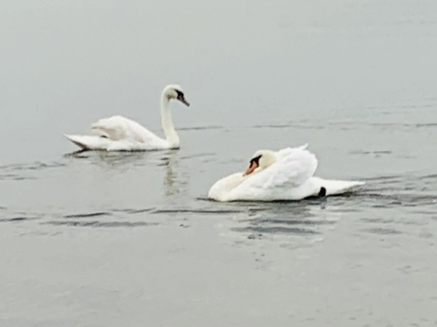 IMG_0337.jpg?type=w966