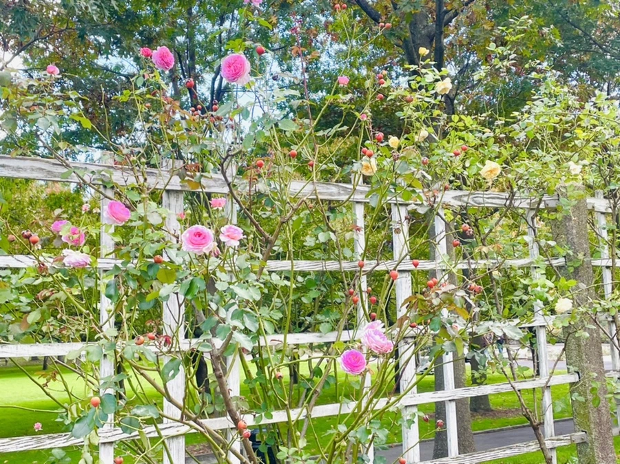 IMG_0150.jpg?type=w966