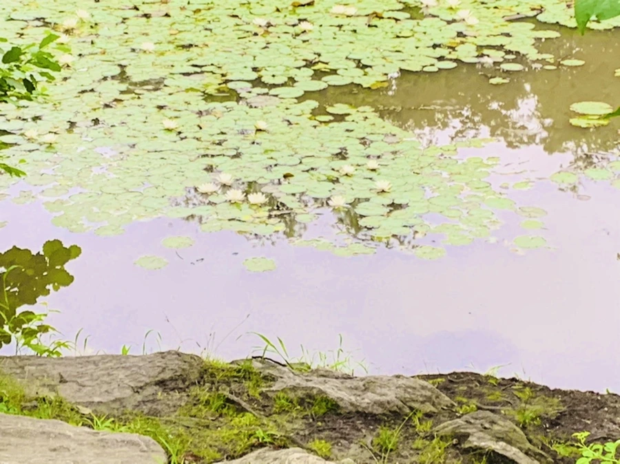 IMG_7149.jpg?type=w966