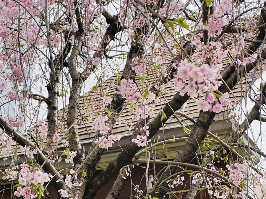 IMG_1183.jpg?type=w966