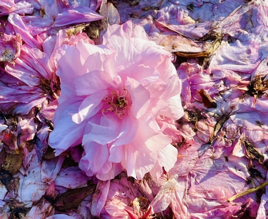 IMG_5921.jpg?type=w966