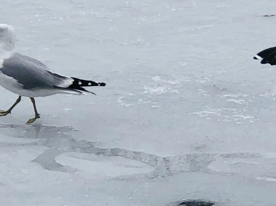 IMG_6317.jpg?type=w966