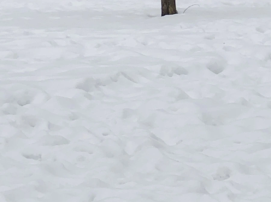 IMG_2363.jpg?type=w966