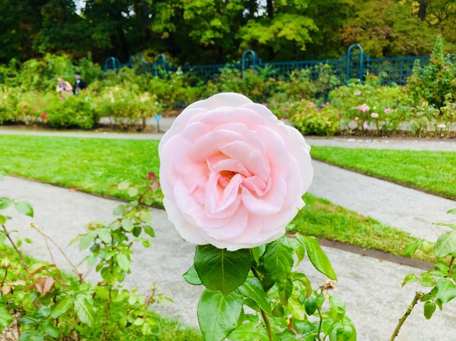 IMG_2259.jpg?type=w966