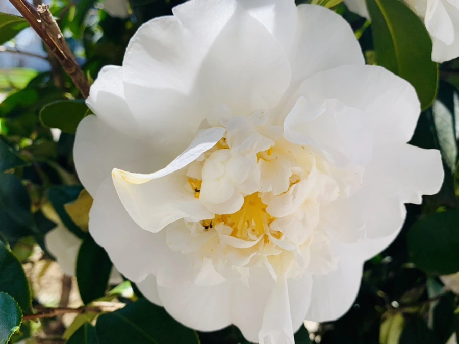 IMG_8619.jpg?type=w966