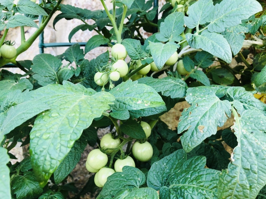 IMG_3554.jpg?type=w966