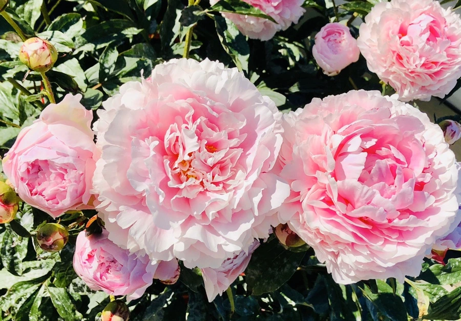 IMG_7810.jpg?type=w966