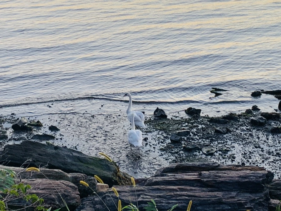 IMG_9453.jpg?type=w966