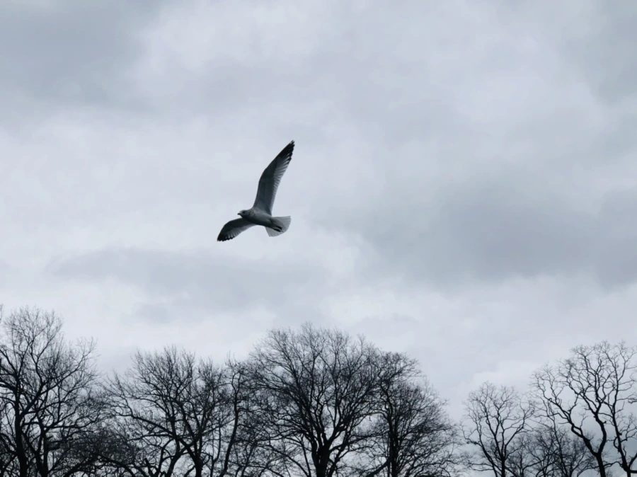 IMG_6464.jpg?type=w966