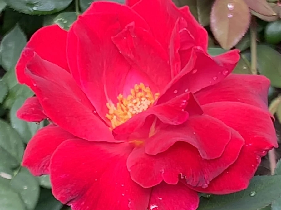 IMG_8517.jpg?type=w966