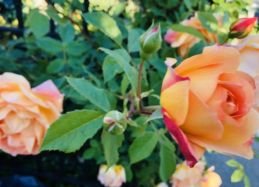 IMG_7679.jpg?type=w966