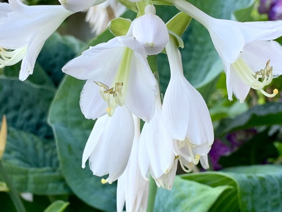 IMG_5316.jpg?type=w966