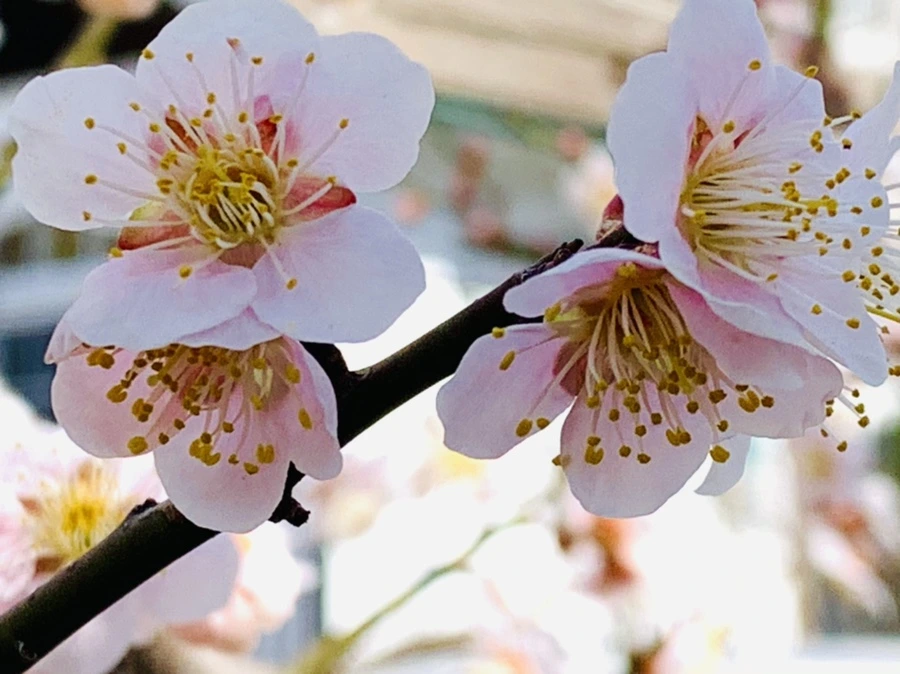 IMG_1036.jpg?type=w966