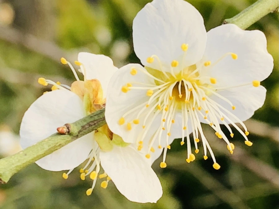 IMG_0247.jpg?type=w966