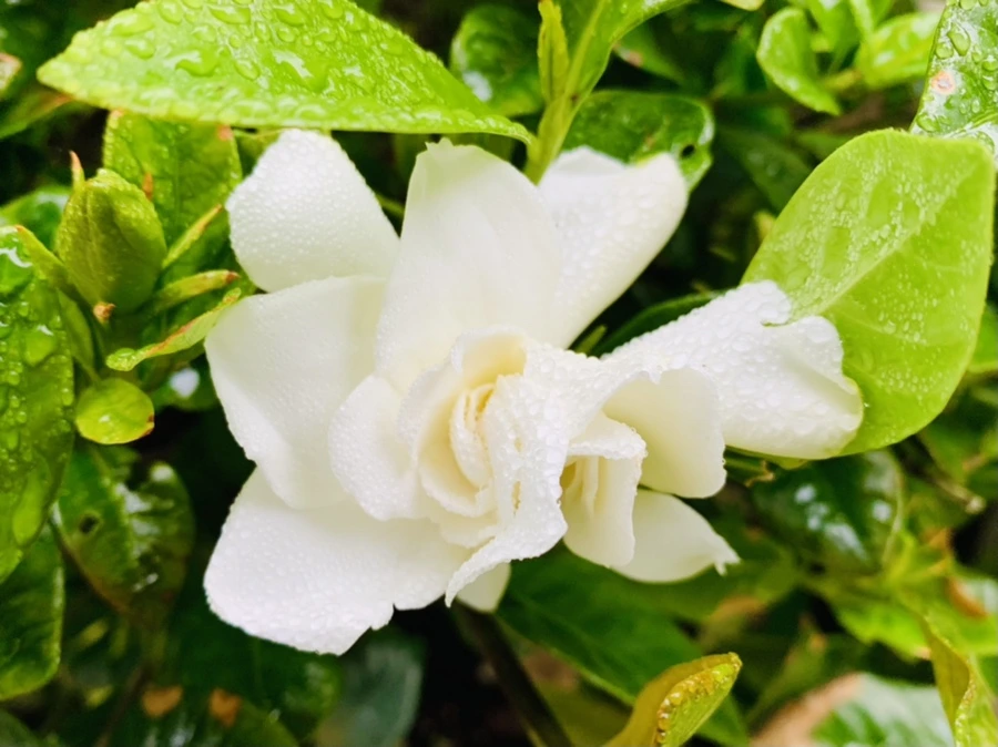 IMG_9724.jpg?type=w966