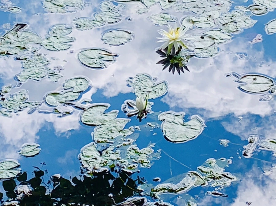 IMG_0808.jpg?type=w966