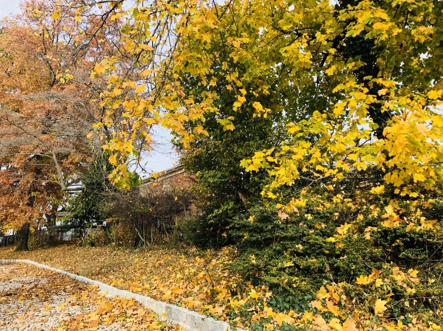 IMG_2045.jpg?type=w966