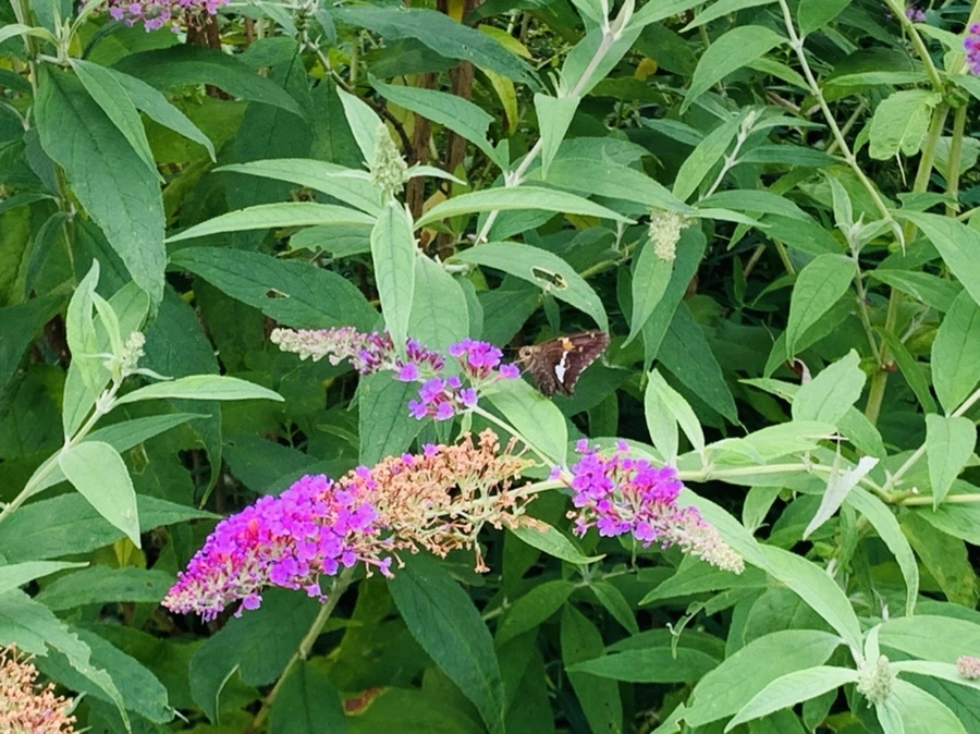 IMG_9400.jpg?type=w966