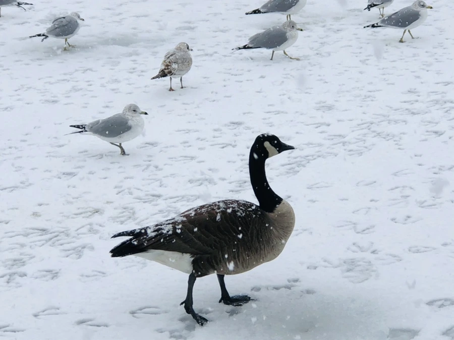 IMG_4203.jpg?type=w966