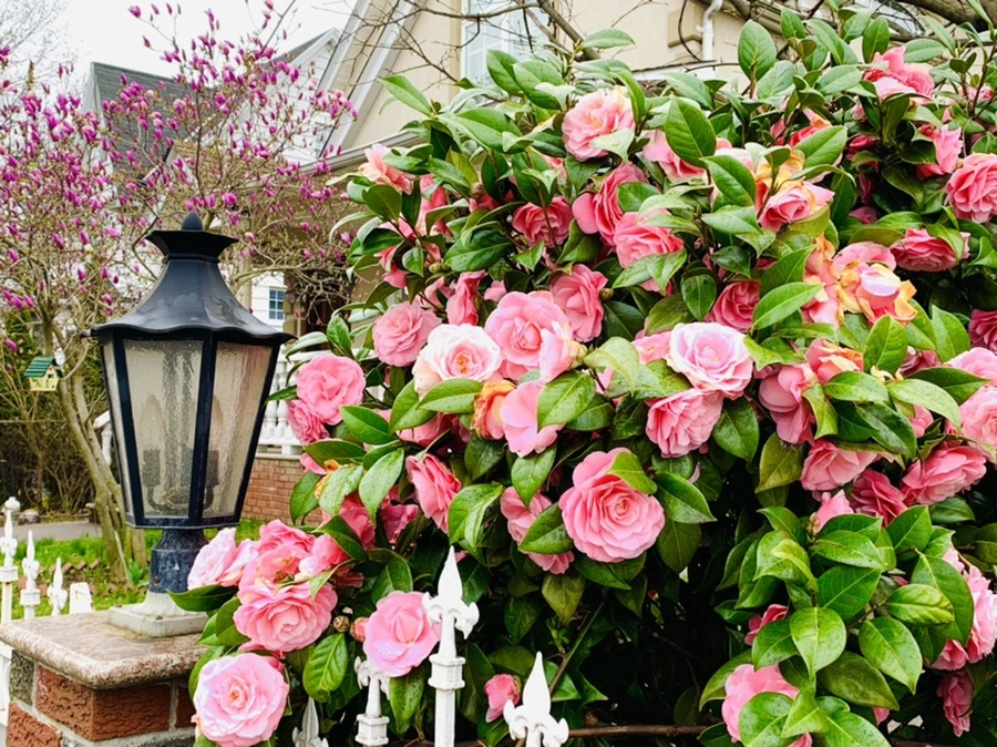 IMG_1409.jpg?type=w966