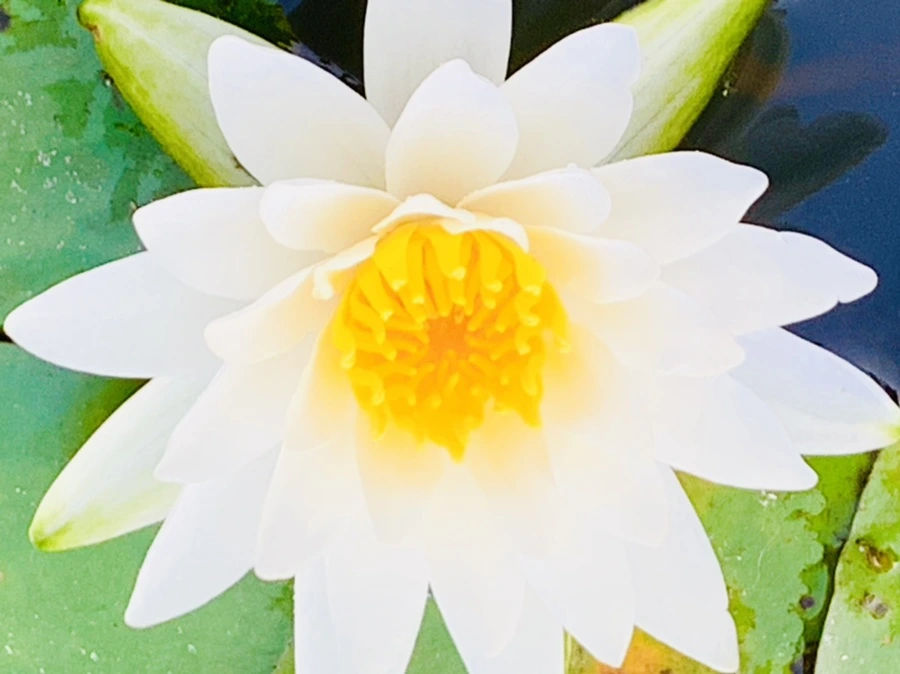 IMG_6605.jpg?type=w966