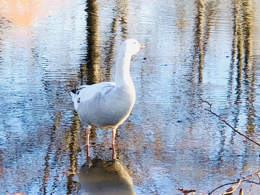 IMG_9293.jpg?type=w966