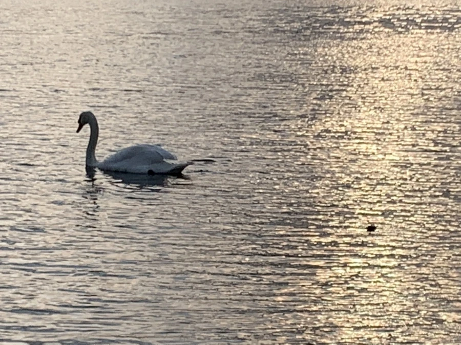 IMG_9903.jpg?type=w966