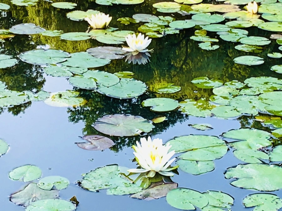 IMG_6612.jpg?type=w966