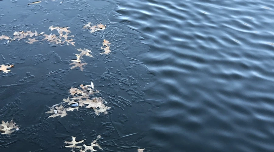 IMG_1105.jpg?type=w966