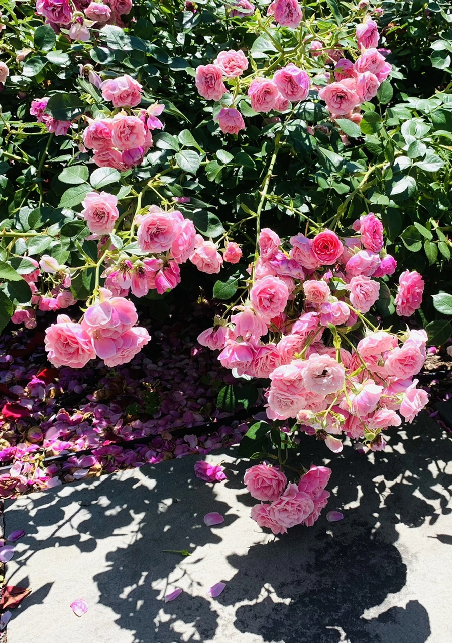 IMG_4145.jpg?type=w966