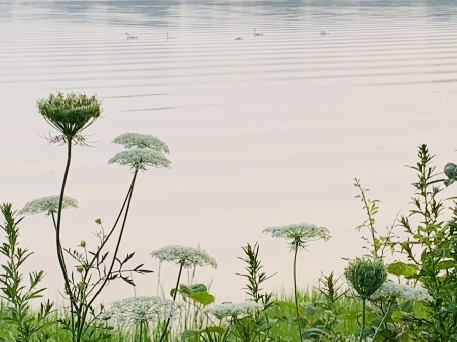 IMG_8541.jpg?type=w966