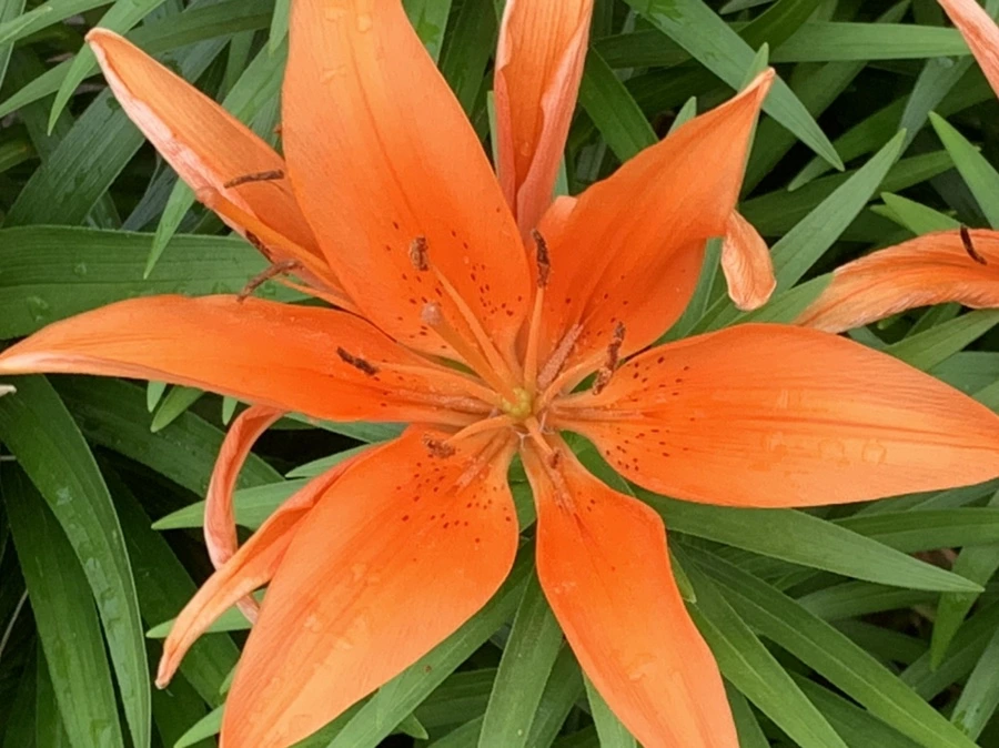 IMG_5873.jpg?type=w966