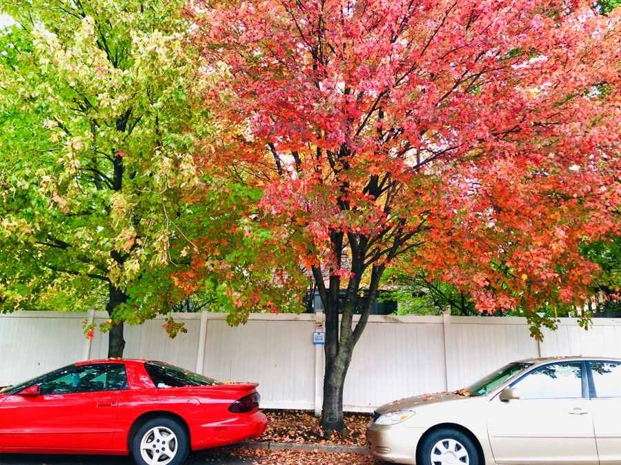 IMG_2177.jpg?type=w966