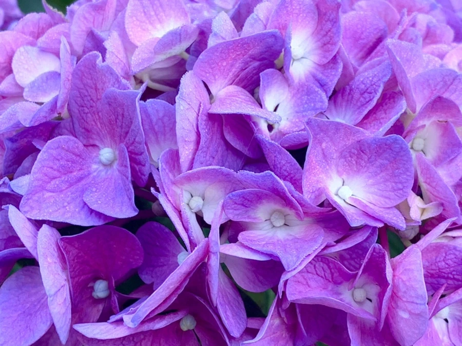 IMG_1082.jpg?type=w966