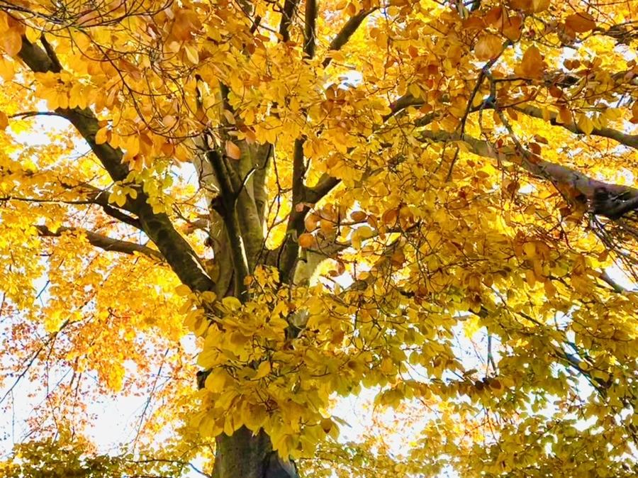 IMG_5974.jpg?type=w966