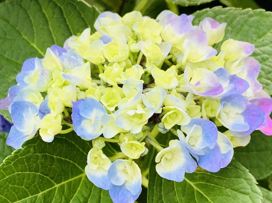 IMG_5887.jpg?type=w966