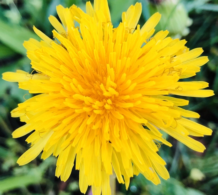 IMG_8332.jpg?type=w966