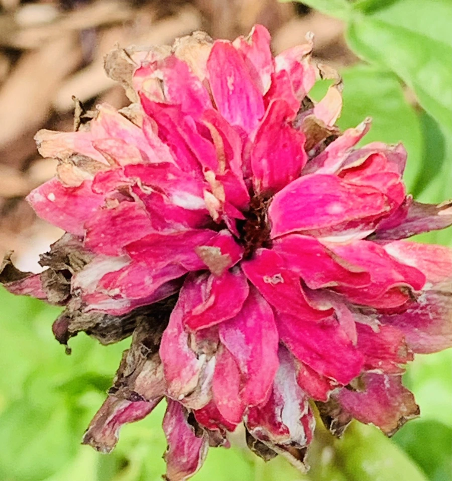 IMG_0487.jpg?type=w966