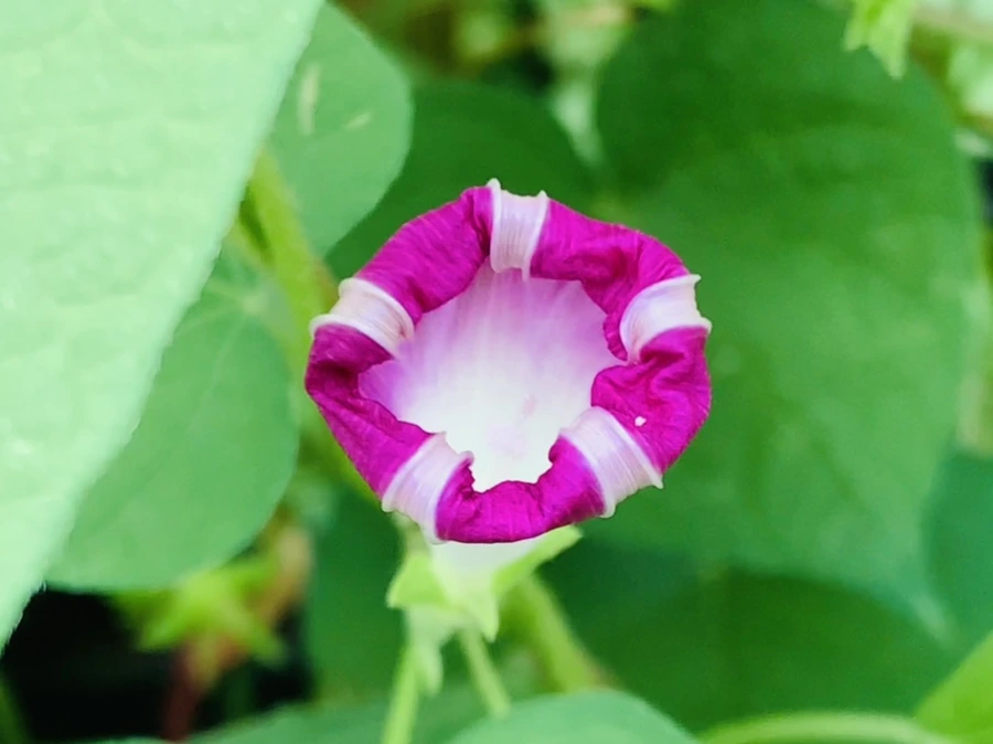 IMG_5995.jpg?type=w966